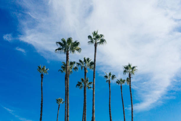 istock PALMS. Palm tree against blue sky. Green palm leaves 1092154088
