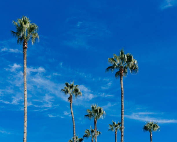 istock PALMS. Palm tree against blue sky. Green palm leaves 1092154094