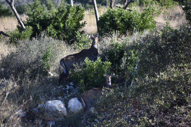 istock Nilgai in the wild 1092154570