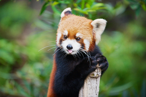 Panda rojo (Ailurus fulgens) en un zoológico en Ocean park en Hong Kong, China. photo