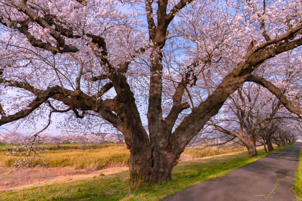 istock The largest yoshino cherry tree in Japan 1092155192