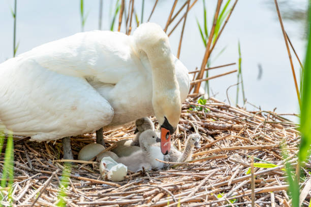 łabędź z kociąt - swan white grass park zdjęcia i obrazy z banku zdjęć