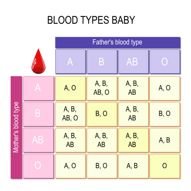 Blood Types baby Blood Types baby. Chart. How mother and father blood types impact blood type of their children. Vector diagram showing the potential outcomes. illustration for educational, science and medical use blood typing stock illustrations