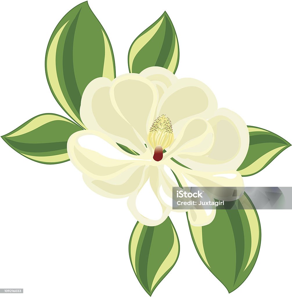 southern magnolia - arte vettoriale royalty-free di Magnolia