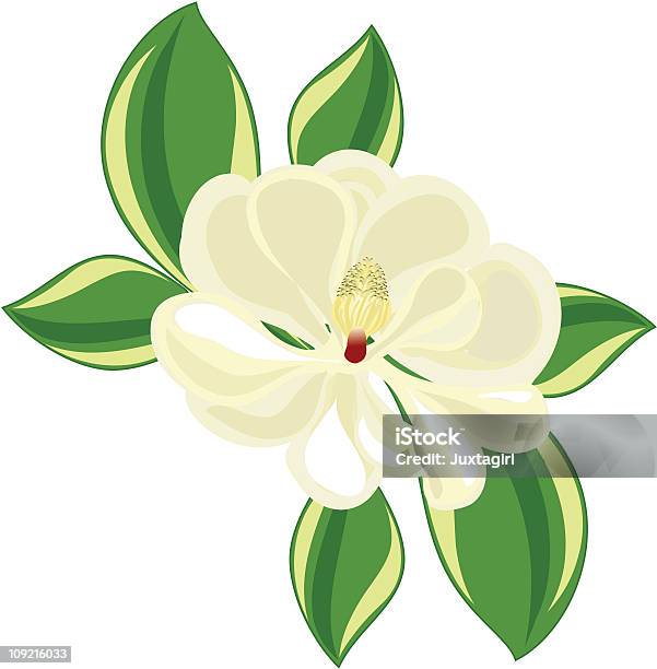 Southern Magnolia - Immagini vettoriali stock e altre immagini di Magnolia - Magnolia, Bocciolo, Baccello - Stadio di crescita floreale