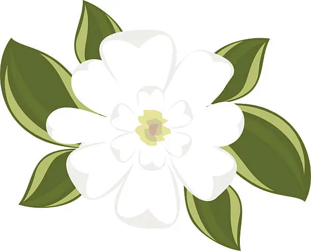 Vector illustration of Top view of southern magnolia