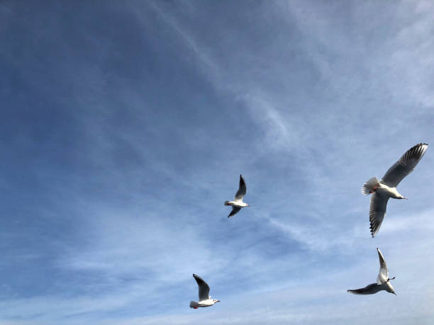 istock flock of seagulls flying in the sky 1092163038