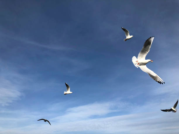 istock flock of seagulls flying in the sky 1092163040