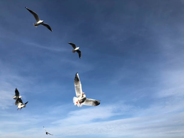 istock flock of seagulls flying in the sky 1092163048