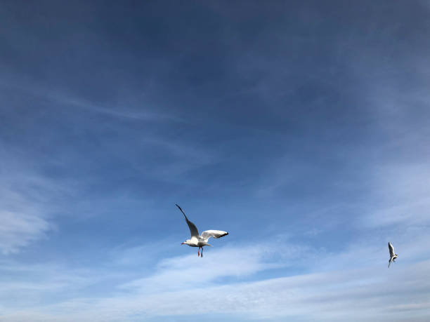 istock two seagulls flying in the blue sky 1092163066