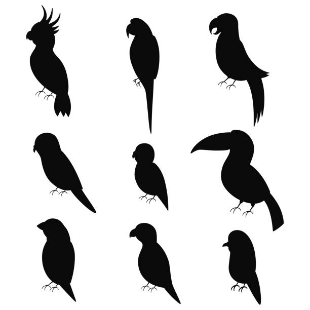 Exotic parrots black silhouette vector icon set isolated on white background. Parrots black silhouette vector icon set. exotic pets stock illustrations