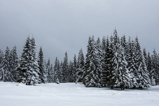 istock Christmas background with snowy fir trees 1092164888