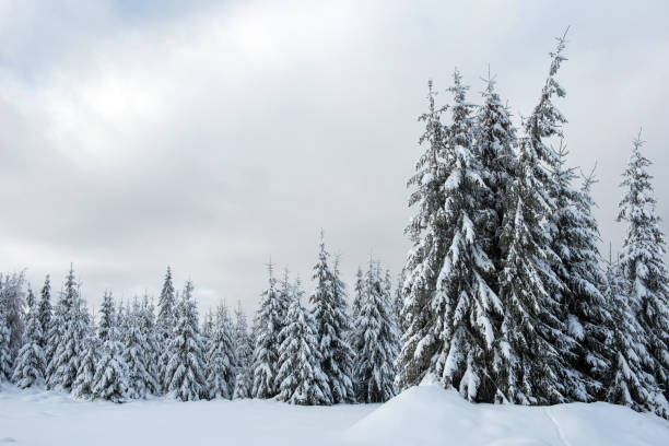 istock Christmas background with snowy fir trees 1092164928