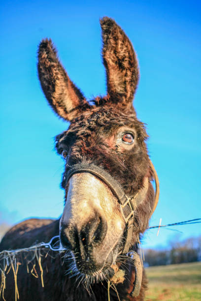 istock Head of funny donkey at blue sky close up 1092165668