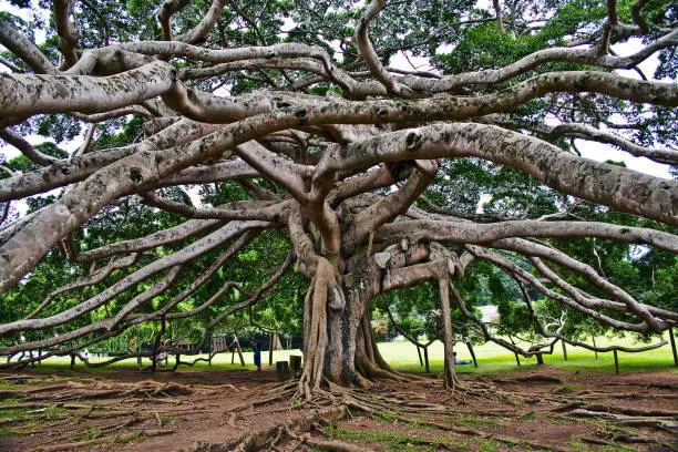 Photo of botanical Garden of Peradeniya, Kandy