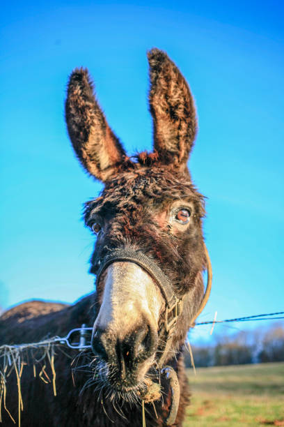 istock Head of funny donkey at blue sky close up 1092165754