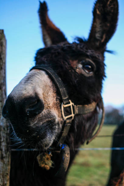 leiter der lustige esel am blauen himmel hautnah - herbivorous close up rear end animal head stock-fotos und bilder