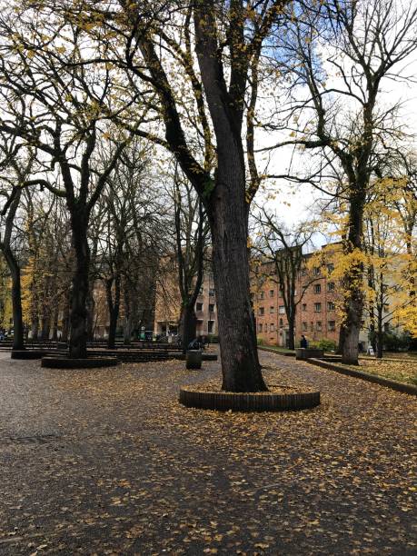 istock Naked branched trees in autumn 1092166070