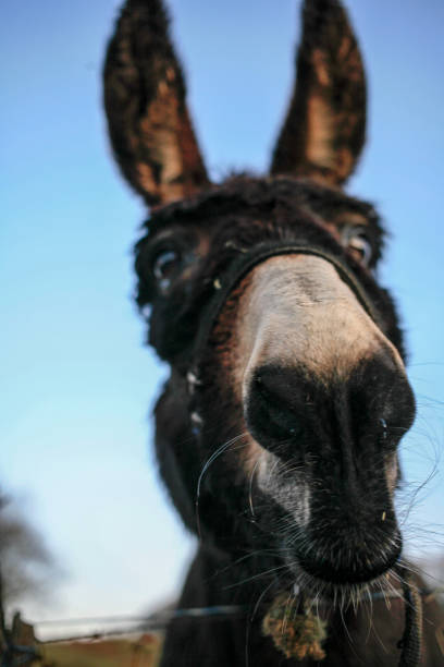 cabeça de burro engraçado no céu azul close-up - herbivorous close up rear end animal head - fotografias e filmes do acervo