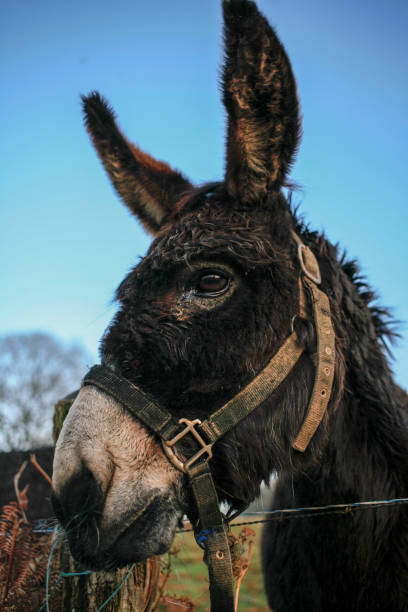 głowa zabawnego osiołka na błękitnym niebie z bliska - herbivorous close up rear end animal head zdjęcia i obrazy z banku zdjęć