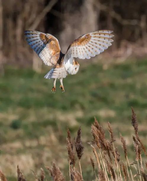 Photographed at first light near to an estuary marsh in suffolk, UK.