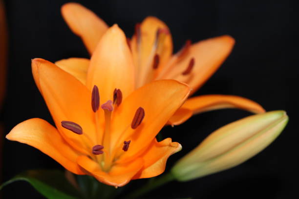 istock Orange irises on black background with copy space 1092171358