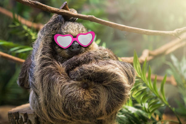 A cute sloth hanging from a vine and wearing Valentine's Day glasses.