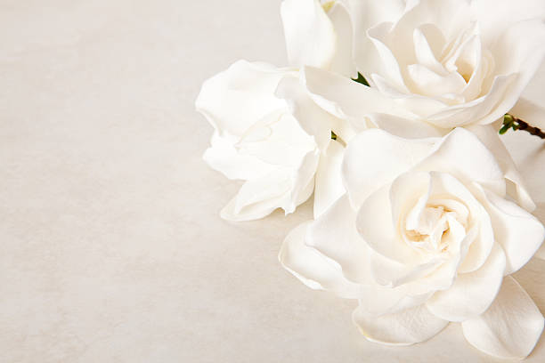 white gardenia blossom auf marmor-hintergrund - gardenie stock-fotos und bilder