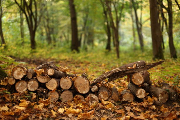sawn logs stacked in the forest