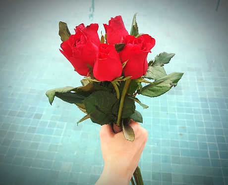 Red rose flower in hand for valentines day, wedding card on background blue pool