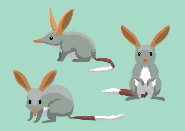 cute bilbies cartoon vector ilustracja - marsupial stock illustrations