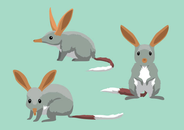 симпатичные bilbies мультфильм вектор иллюстрация - marsupial stock illustrations