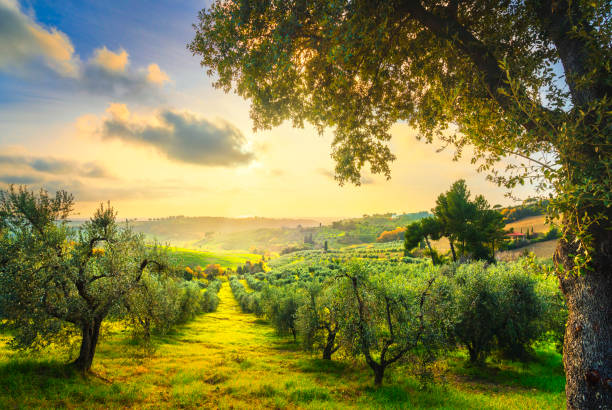 Maremma countryside panorama and olive trees on sunset. Casale Marittimo, Pisa, Tuscany Italy Maremma countryside panoramic view, olive trees, rolling hills and green fields on sunset. Sea on the horizon. Casale Marittimo, Pisa, Tuscany Italy Europe. pisa stock pictures, royalty-free photos & images