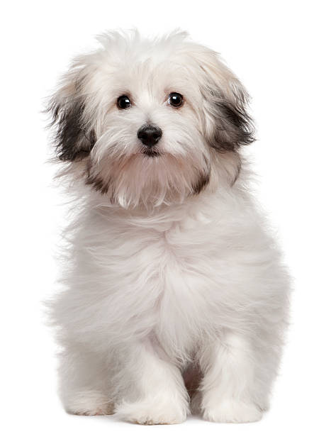 istock Bolognese puppy, 6 months old, sitting, white background. 109218146