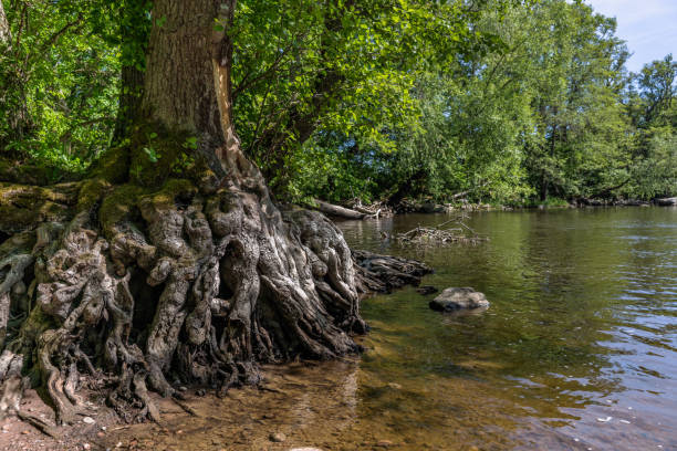 Tree by the water with strange roots