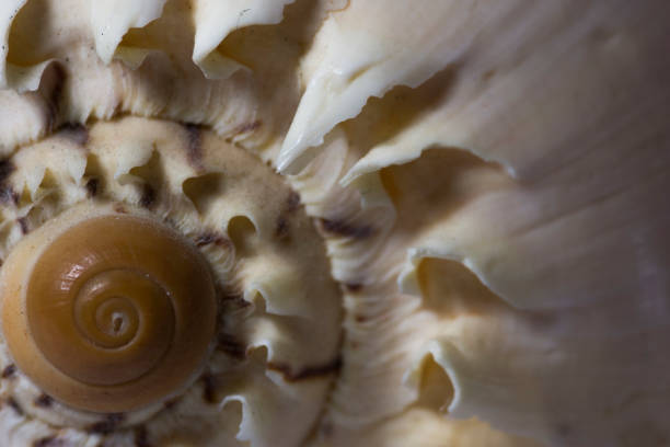 istock Bright Seashell close up isolated. Ocean sea shell, found on the beach in the summer. 1092181880