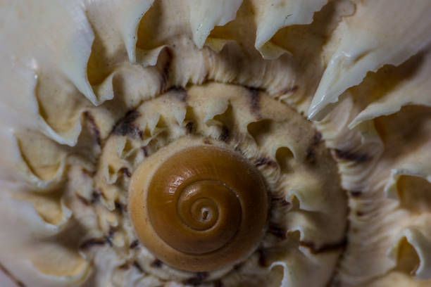 istock Bright Seashell close up isolated. Ocean sea shell, found on the beach in the summer. 1092181890