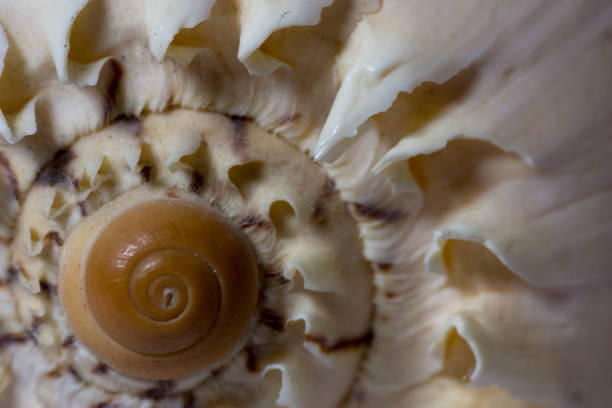istock Bright Seashell close up isolated. Ocean sea shell, found on the beach in the summer. 1092181910