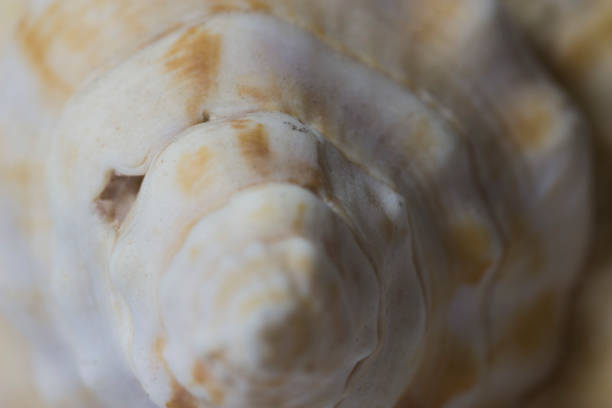 istock Bright Seashell close up isolated. Ocean sea shell, found on the beach in the summer. 1092181946