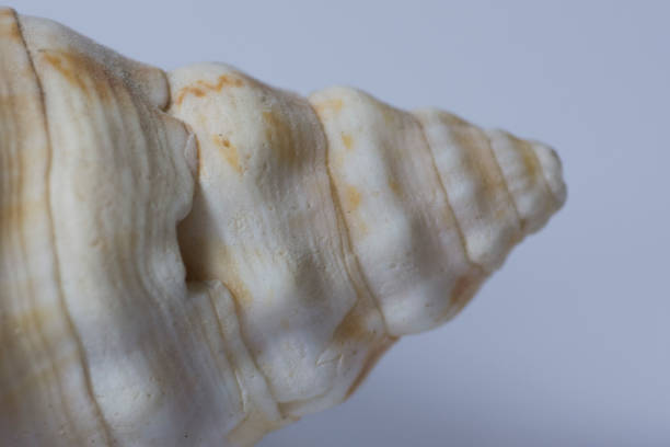 istock Bright Seashell close up isolated. Ocean sea shell, found on the beach in the summer. 1092182006