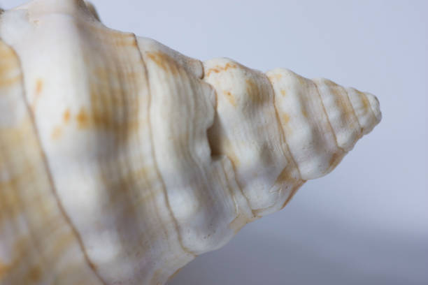 istock Bright Seashell close up isolated. Ocean sea shell, found on the beach in the summer. 1092182008