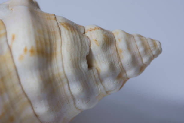 istock Bright Seashell close up isolated. Ocean sea shell, found on the beach in the summer. 1092182014