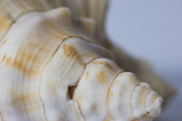 istock Bright Seashell close up isolated. Ocean sea shell, found on the beach in the summer. 1092182016