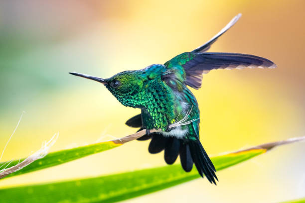 Male Blue-chinned Sapphire hummingbird Male Blue-chinned Sapphire hummingbird on a palm leaf stretching. blue chinned sapphire hummingbird stock pictures, royalty-free photos & images