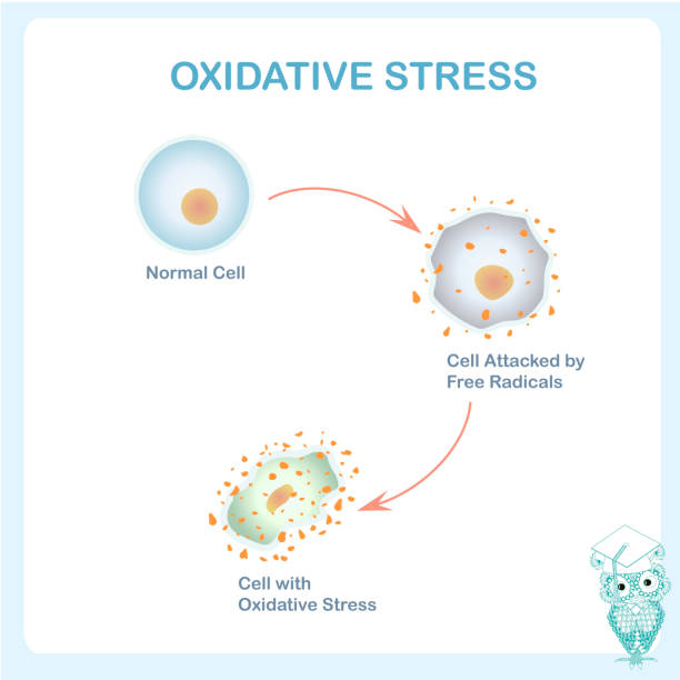 酸化ストレス方式です。健康な細胞をフリーラジカルの攻撃によって引き起こされる - arrow sign点のイラスト素材／クリップアート素材／マンガ素材／アイコン素材