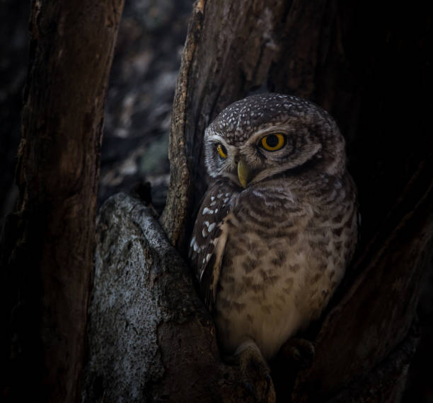 istock Spotted owlet ( Athene brama ) In the hole on the tree. 1092186950