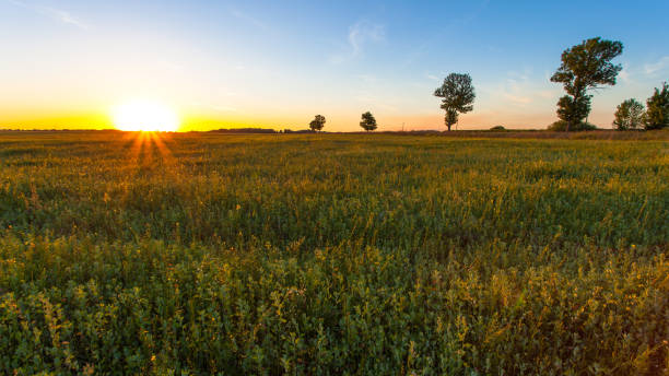 istock evening landscape with a golden sunset over a summer green field 1092187068