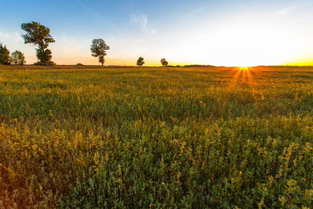 istock evening landscape with a golden sunset over a summer green field 1092187076