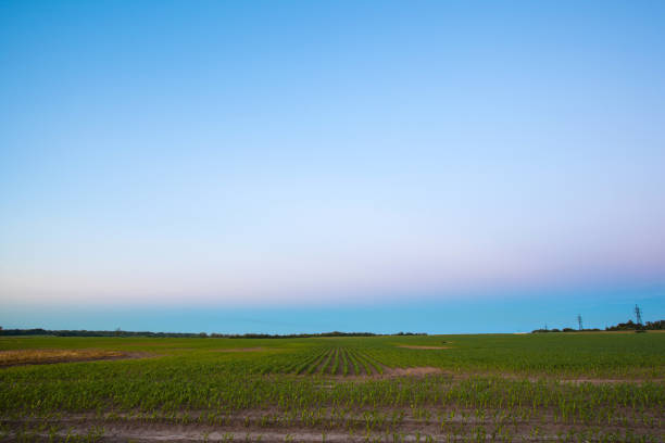 istock evening landscape with a twilight sky over a young corn field on a farm 1092187126