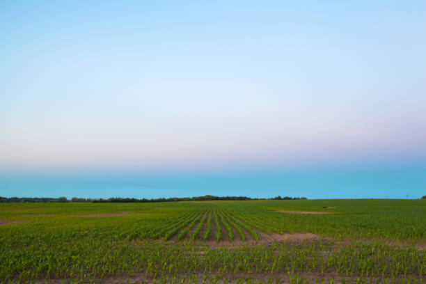 istock evening landscape with a twilight sky over a young corn field on a farm 1092187144